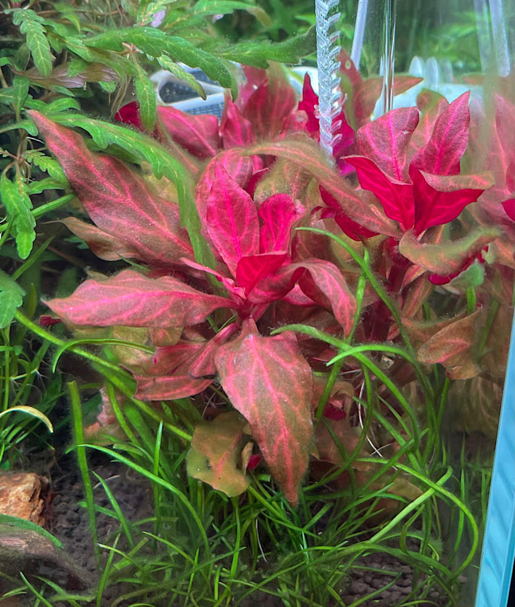 אלטרנטרה ריינקי מיני רוזנרוויג Alternanthera reineckii 'Mini' Rosanervig