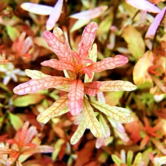 Ludwigia Inclinata. לודוויגיה אינקלינטה
