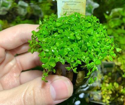 Micranthemum Monte Carlo מיקרנטמום מונטה קרלו