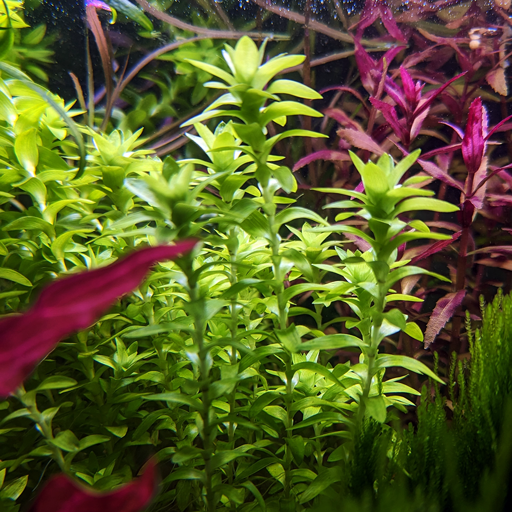 Tonina Fluviatilis טונינה פלוביאטיליס