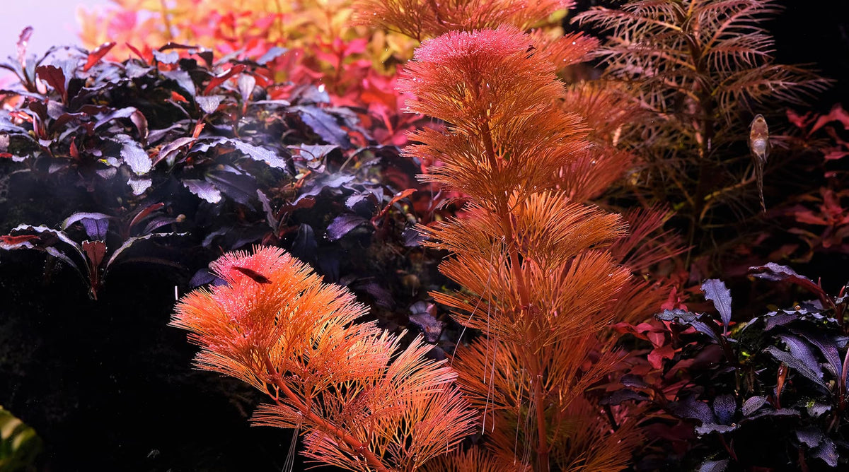 Cabomba Furcata Red קבומבה פורקטה רד