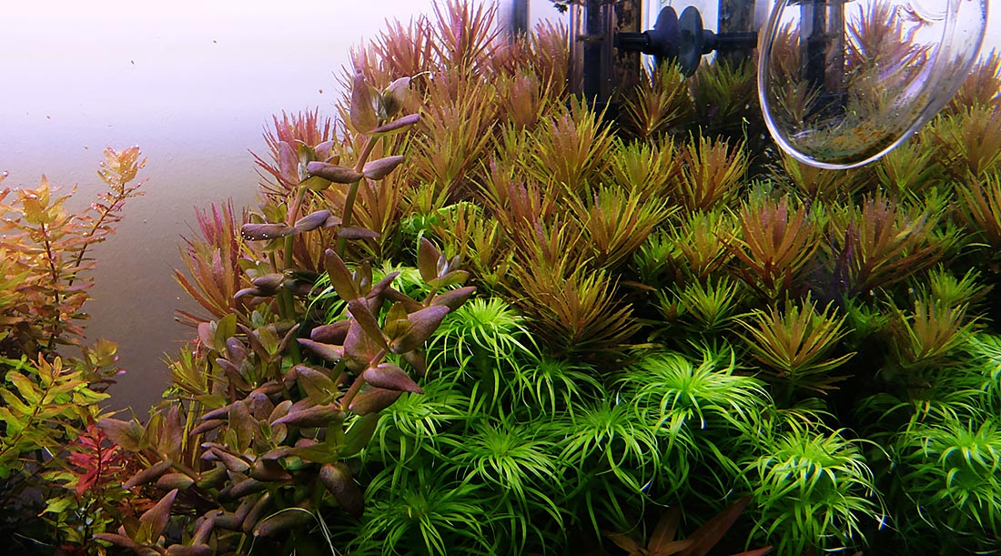 Limnophila Aromatica mini לימנופילה ארומטיקה מיני