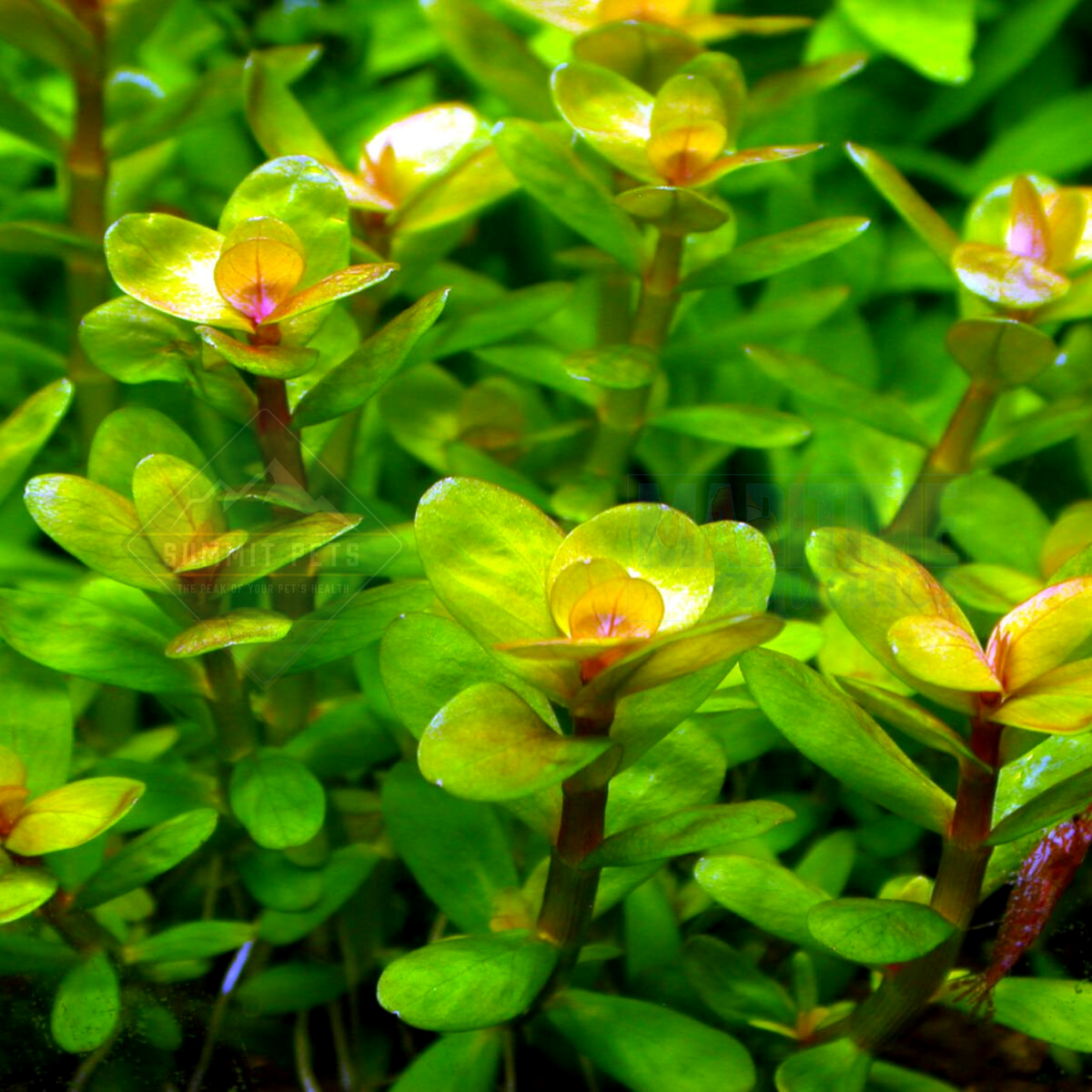 Rotala Indica (Ammania Bonsai) רוטלה אינדיכה (אמניה בונזאי)