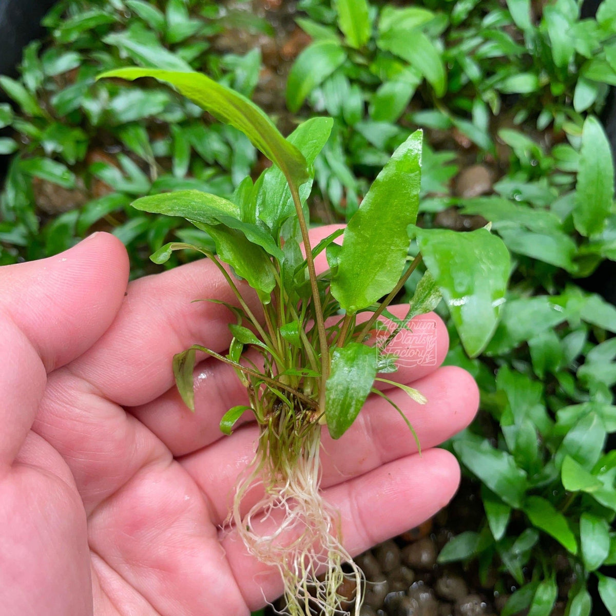 Cryptocoryne Wendtii Green קריפטוקורין וונדטי ירוק