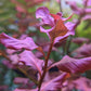 לודוויגיה אובליס פינק Ludwigia Ovalis Pink