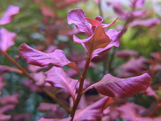 לודוויגיה אובליס פינק Ludwigia Ovalis Pink