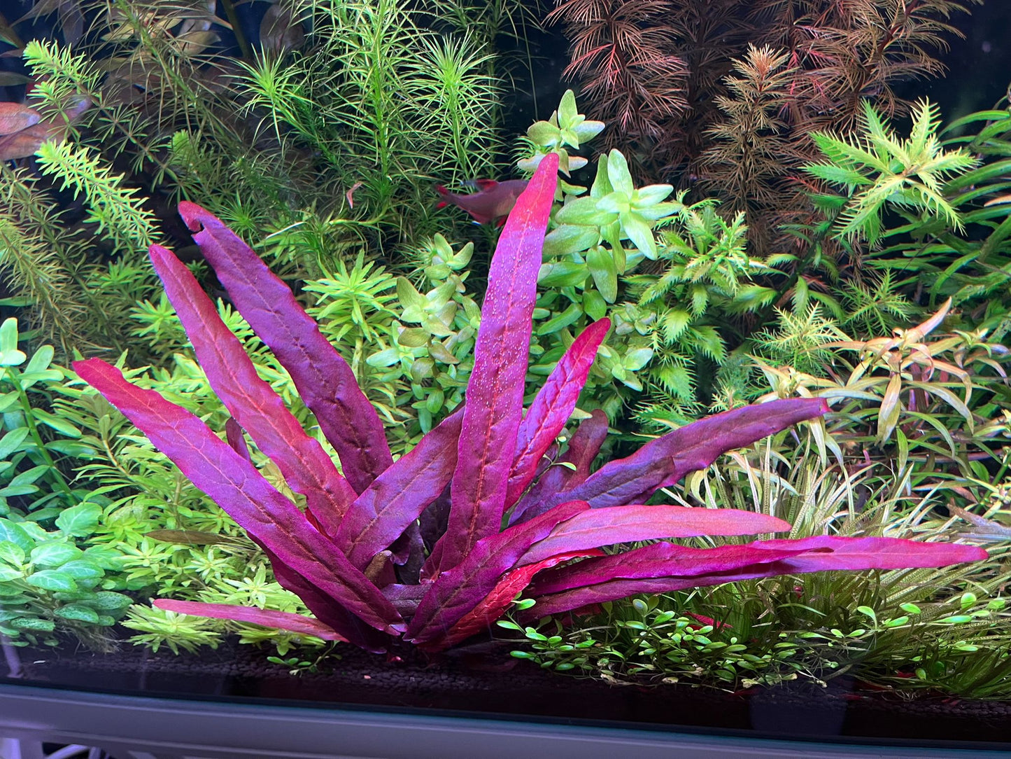 ברקליה אדומה / Barclaya longifolia 'red form'