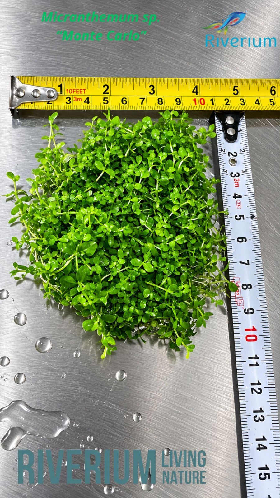 Micranthemum Monte Carlo  מיקרנטמום מונטה קרלו