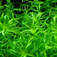 Eriocaulaceae sp. type 2  / אריוקולסאה אריוקולאי אס.פי טייפ 2