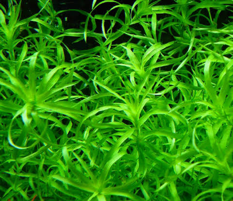 Eriocaulaceae sp. type 2  / אריוקולסאה אריוקולאי אס.פי טייפ 2