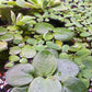 Limnobium Leavigatum (Amazon Frogbit).                                לימנוביום לאוויגטום (צפרדעון אמזוני)