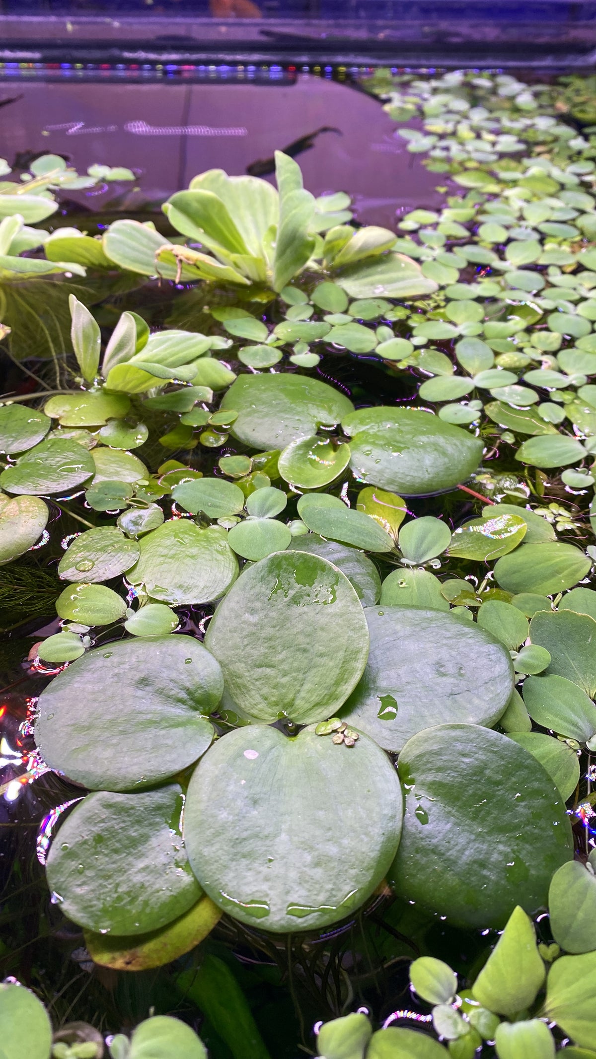 Limnobium Leavigatum (Amazon Frogbit).                                לימנוביום לאוויגטום (צפרדעון אמזוני)