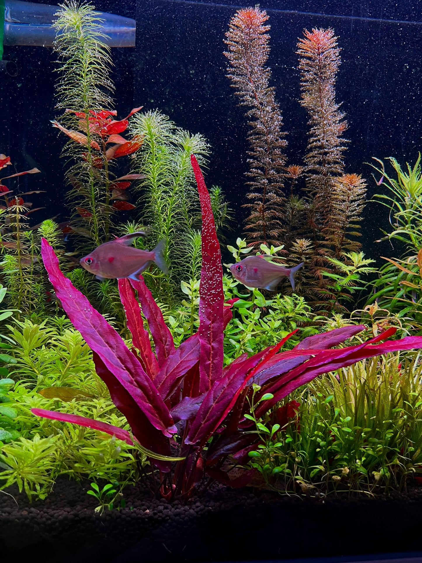 ברקליה אדומה / Barclaya longifolia 'red form'