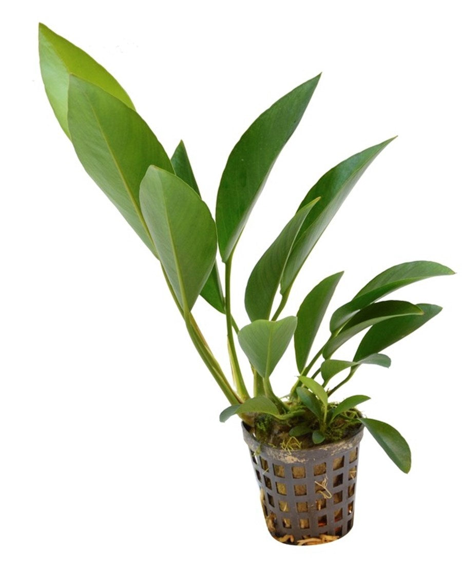 Anubias Congensis  אנוביה קונגנסיס