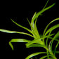 Eriocaulaceae sp. type 2  / אריוקולסאה אריוקולאי אס.פי טייפ 2