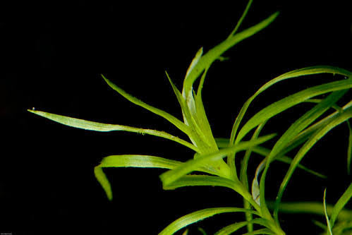Eriocaulaceae sp. type 2  / אריוקולסאה אריוקולאי אס.פי טייפ 2