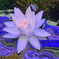Nymphaea Stellata “ Dwarf lily “ נימפאה סטלטה ״ דוורף לילי ״
