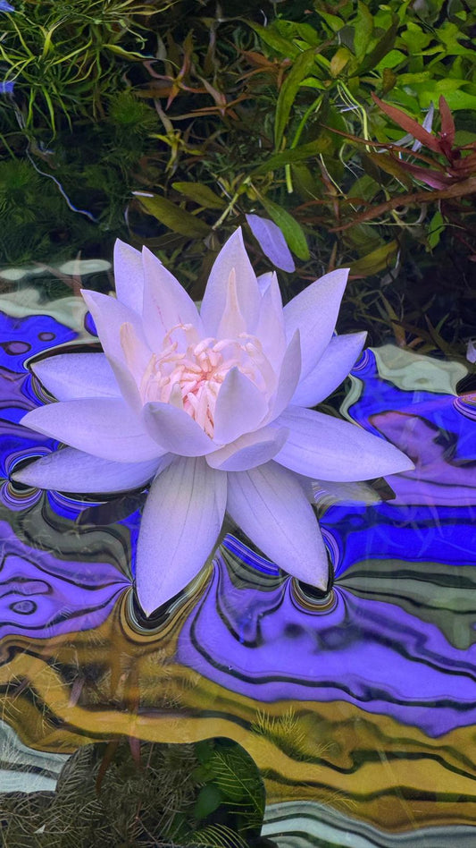 Nymphaea Stellata “ Dwarf lily “ נימפאה סטלטה ״ דוורף לילי ״