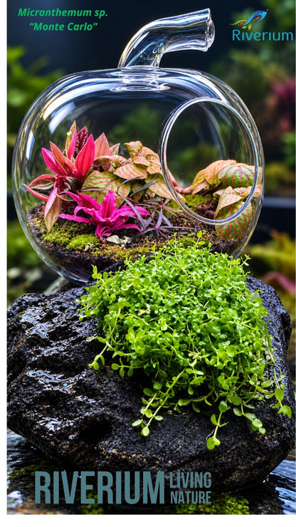 Micranthemum Monte Carlo  מיקרנטמום מונטה קרלו