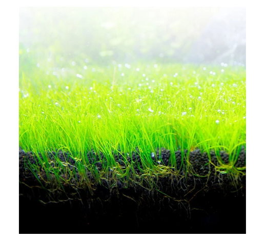 מצע Bio-Stratum פלובל 8 ק"ג – מצע אקווריום | צמחיה ושרימפס