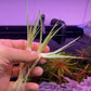Eriocaulon sp. White אריוקולון אס פי וואיט