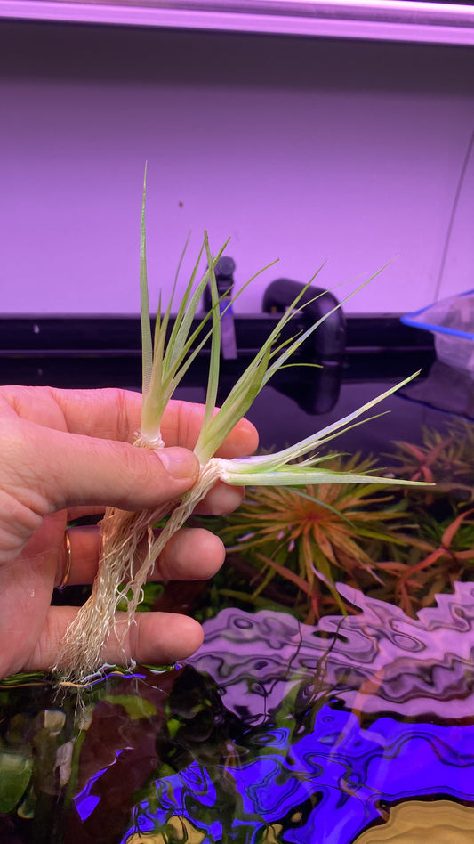 Eriocaulon sp. White אריוקולון אס פי וואיט