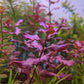 לודוויגיה אובליס פינק Ludwigia Ovalis Pink