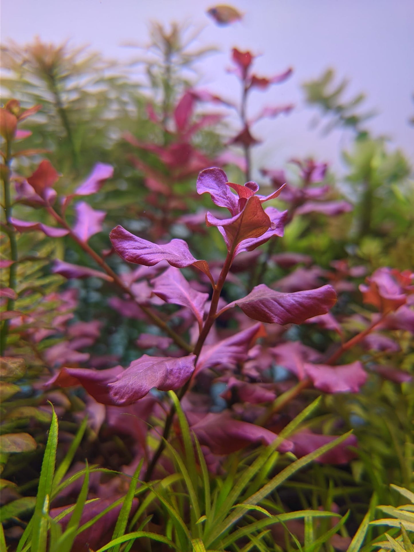 לודוויגיה אובליס פינק Ludwigia Ovalis Pink