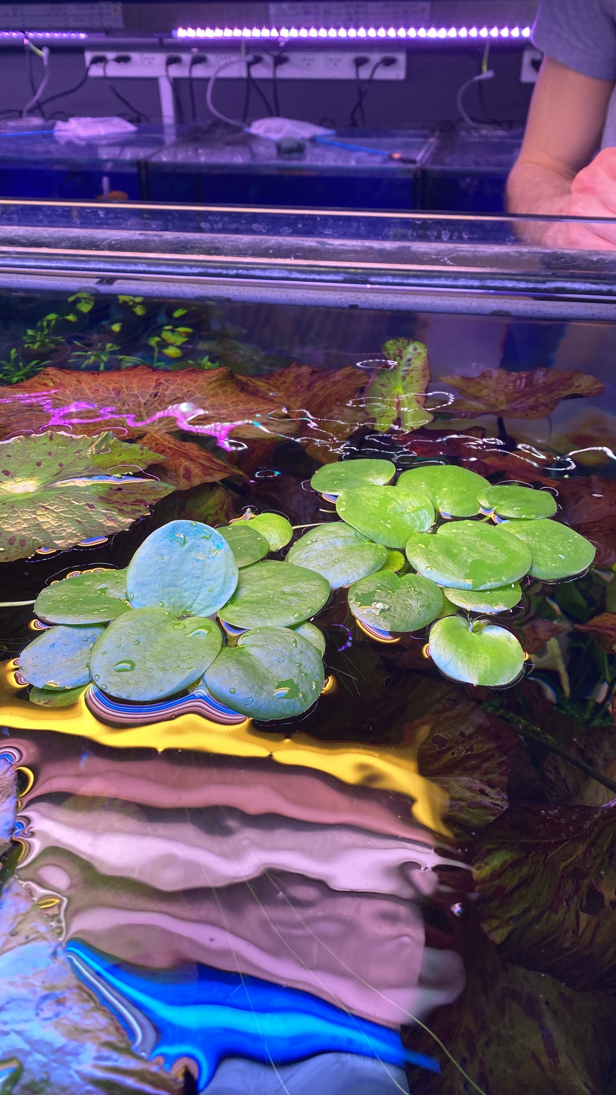 Limnobium Leavigatum (Amazon Frogbit).                                לימנוביום לאוויגטום (צפרדעון אמזוני)