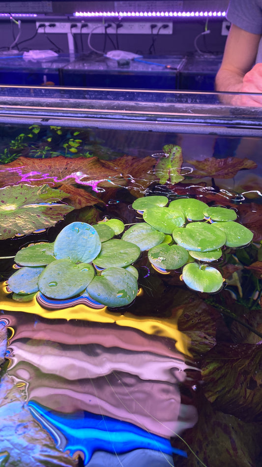 Limnobium Leavigatum (Amazon Frogbit).                                לימנוביום לאוויגטום (צפרדעון אמזוני)