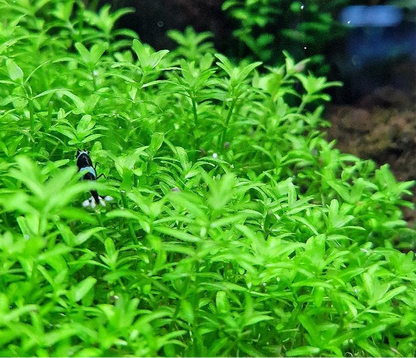 המיאנטוס גלומרטוס / מיקרנטמואידס  Hemianthus Glomeratus / Micranthemoides