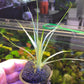 Eriocaulon sp. White אריוקולון אס פי וואיט