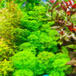 Limnophila Sessiliflora לימנופילה ססילפלורה