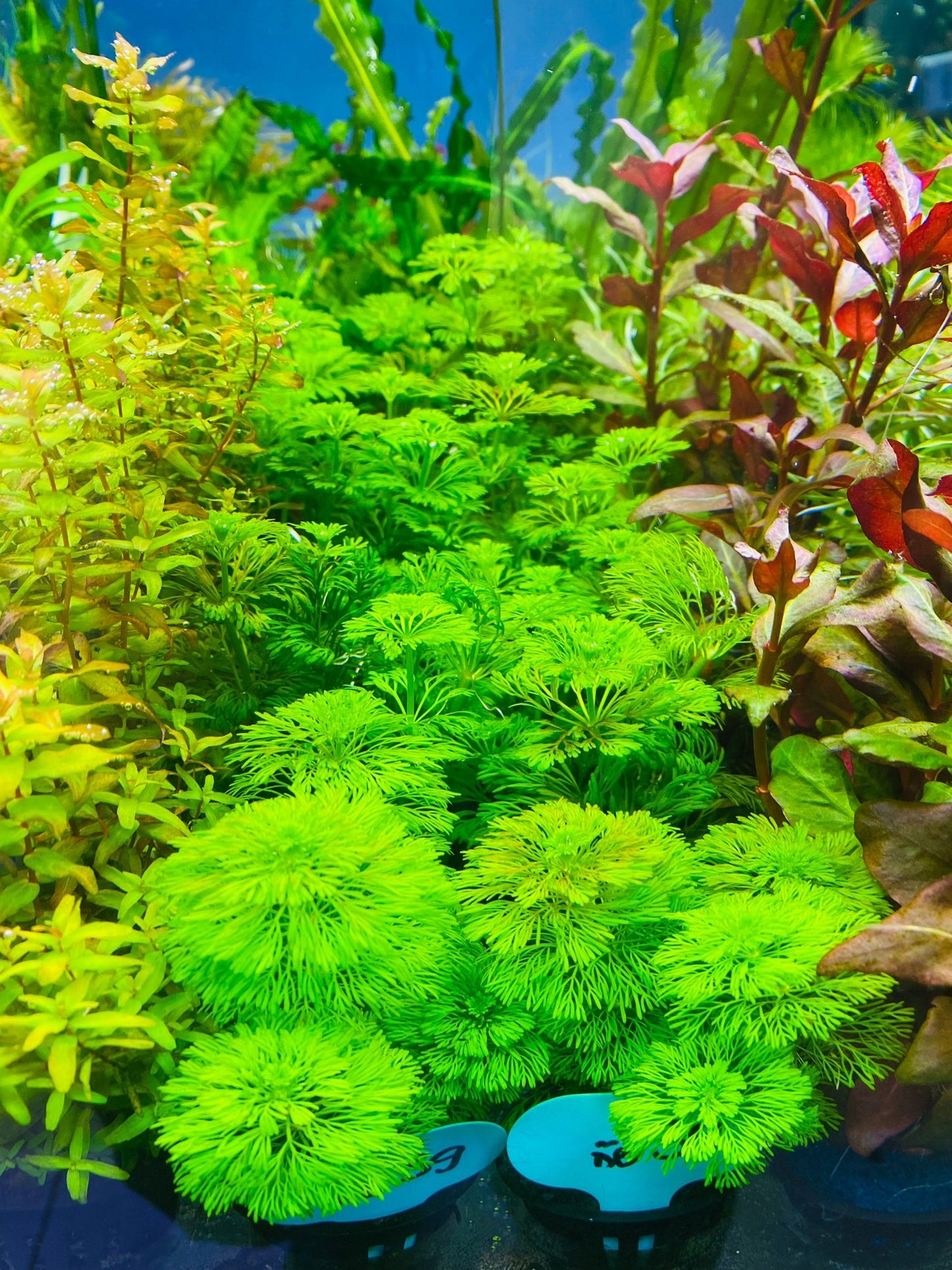 Limnophila Sessiliflora לימנופילה ססילפלורה