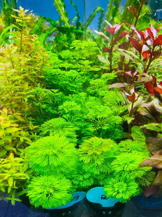 Limnophila Sessiliflora לימנופילה ססילפלורה