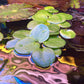 Limnobium Leavigatum (Amazon Frogbit).                                לימנוביום לאוויגטום (צפרדעון אמזוני)