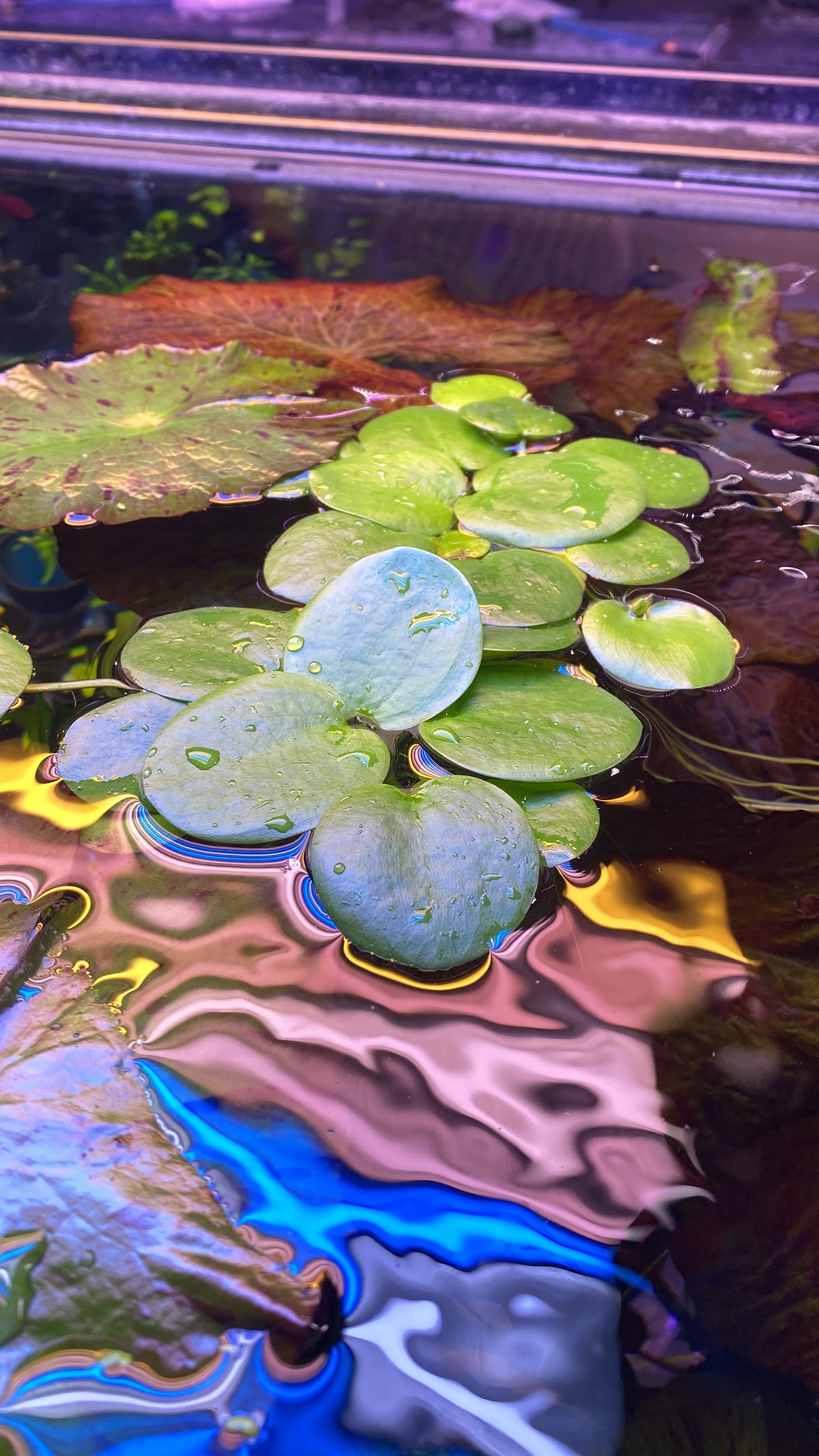 Limnobium Leavigatum (Amazon Frogbit).                                לימנוביום לאוויגטום (צפרדעון אמזוני)