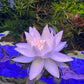 Nymphaea Stellata “ Dwarf lily “ נימפאה סטלטה ״ דוורף לילי ״