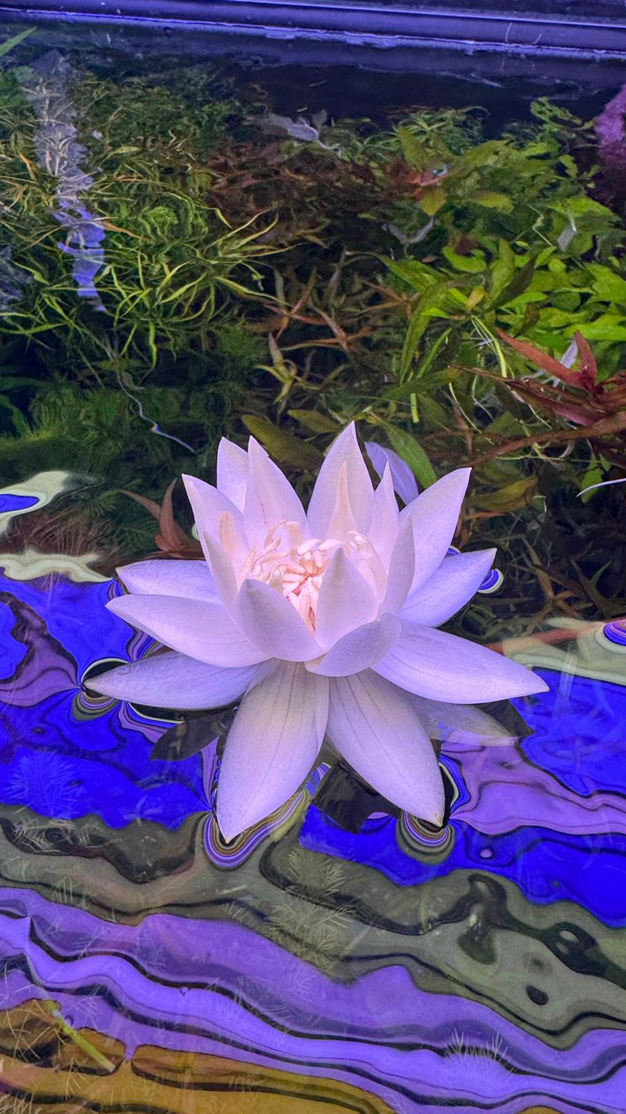 Nymphaea Stellata “ Dwarf lily “ נימפאה סטלטה ״ דוורף לילי ״