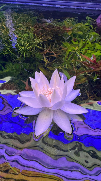 Nymphaea Stellata “ Dwarf lily “ נימפאה סטלטה ״ דוורף לילי ״