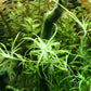 Eriocaulaceae sp. type 2  / אריוקולסאה אריוקולאי אס.פי טייפ 2