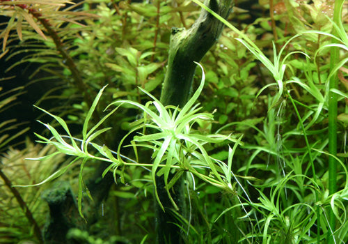 Eriocaulaceae sp. type 2  / אריוקולסאה אריוקולאי אס.פי טייפ 2