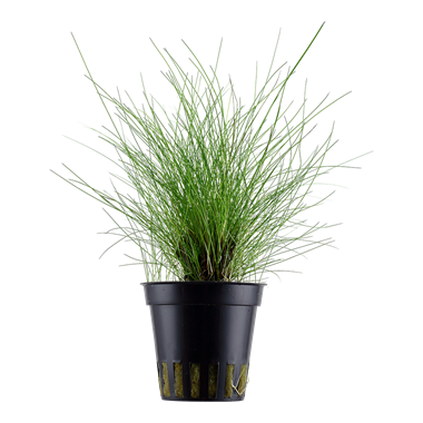 Eleocharis Parvula אלאוכריס פרוולה