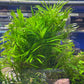 Eichhornia Azurea  איכורניה אזוראה