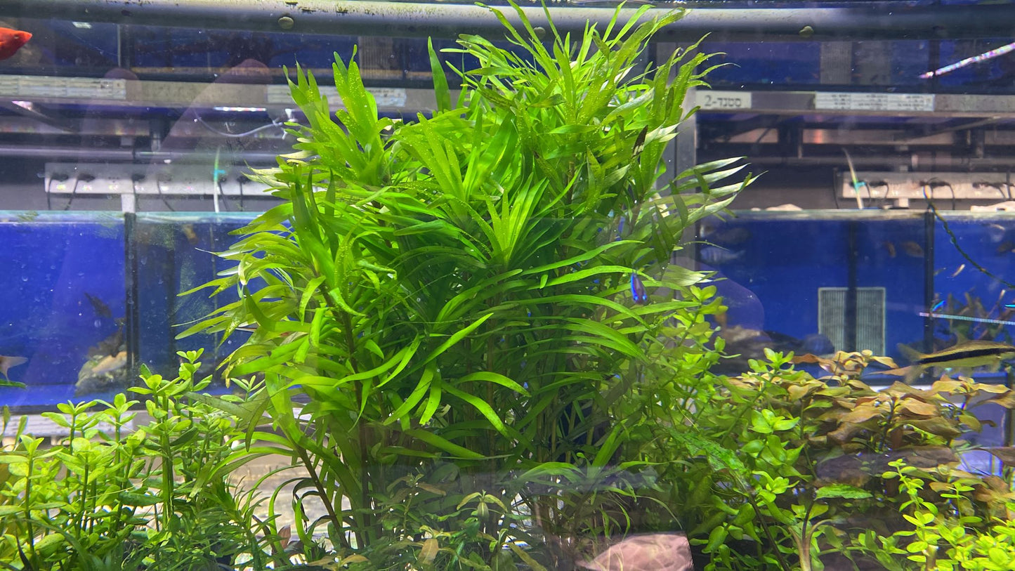 Eichhornia Azurea  איכורניה אזוראה