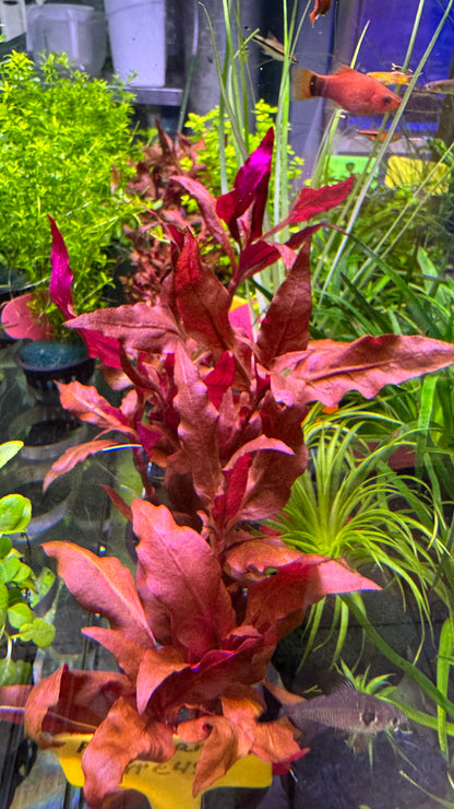 אלטרנטרה ריינקי Alternanthera reineckii '