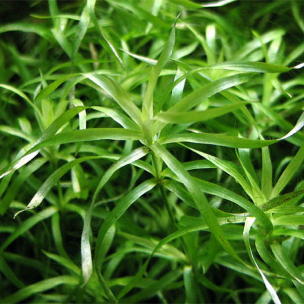 Eriocaulaceae sp. type 2  / אריוקולסאה אריוקולאי אס.פי טייפ 2