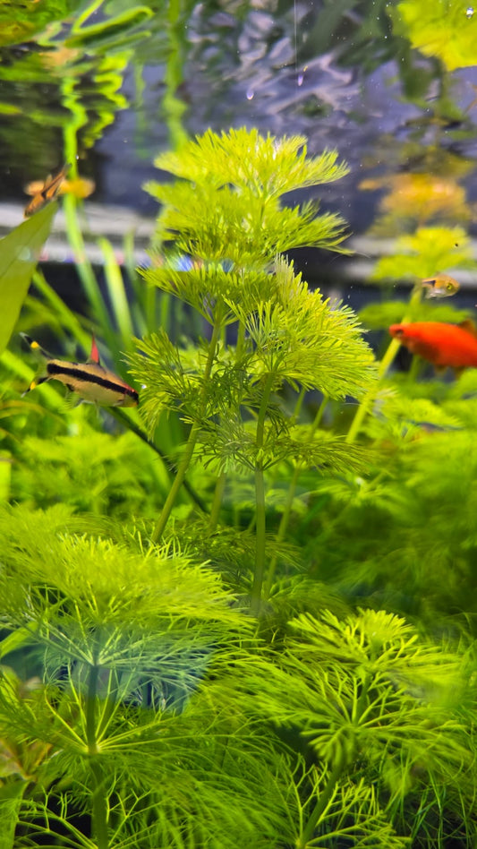 Limnophila Sessiliflora לימנופילה ססילפלורה