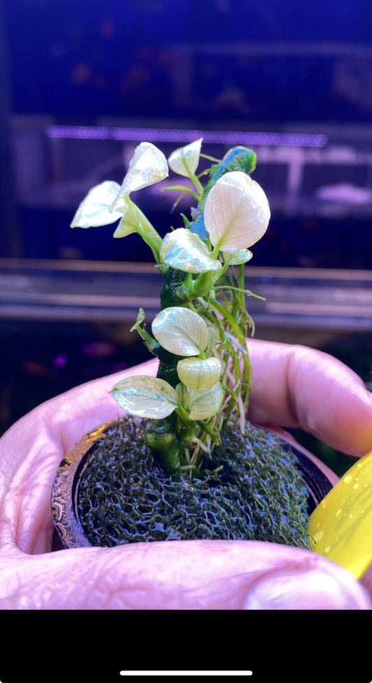 Anubias white pinto אנוביה פינטו לבנה