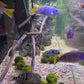 “ Marimo Ball ” Aegagropila Linnaei     מרימו בול
